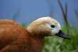 close up of a duck ogar