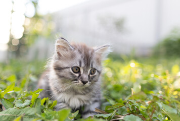 Wall Mural - little fluffy kitten