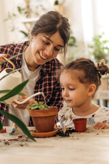 Wall Mural - Mixed race family young happy woman with a three-year-old daughter is planting and watering houseplants at home.Home gardening.Family leisure, hobby concept.Biophilia design and urban jungle concept.