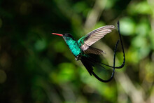 Red-billed Streamertail Hummingbird - Jamaica