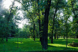 Fototapeta Pomosty - green trees summer park
, green Park