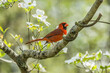 Cardinal in a flowering dogwood tree