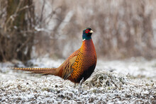 Common Pheasant, Phasianus Colchicus, Standing On Fozen Grass In Winter. Ring-necked Bird Walking On Frost In Wintertime Nature. Brown Cock Moving On Field In Snowy Environment.