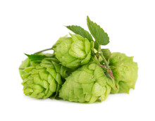 Fresh Green Hops Branch, Isolated On A White Background. Hop Cones With Leaf. Organic Hop Flowers. Close Up.
