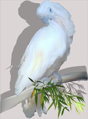 Wall Mural - white large parrot on light background