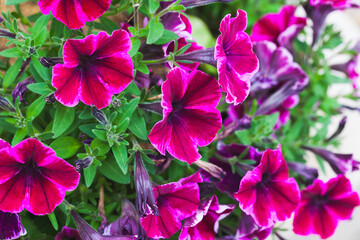 Fotomurales - Purple red petunia flowers, close-up photo