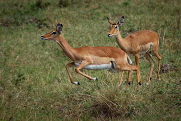 impala - aepyceros melampus medium-sized antelope found in eastern and southern africa. the sole mem