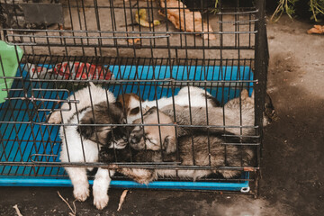 Wall Mural - Puppies sold in Chatuchak Weekend Market in Bangkok, Thailand