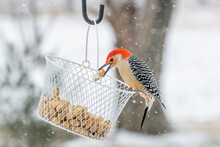 A Red Bellied Woodpecker Selecting Peanuts From A Basket During A Snowstorm.
