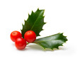 Holly berry leaves and berries. Christmas decoration isolated on white background