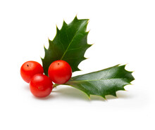 Holly Berry Leaves And Berries. Christmas Decoration Isolated On White Background
