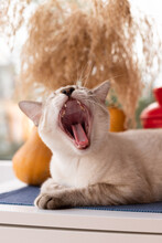 Yawning Cat Lying Near Window With Autumn Decorations. Cozy Autumn Mood. Soft Focus, Blurry Motion