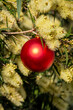 An Australian christmas with a red christmas decoration surrounded in a yellow Prickly-leaved wattle