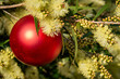 An Australian christmas with a red christmas bauble in a yellow Prickly-leaved wattle, horizontal format