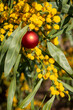 An Australian christmas with a red christmas bauble in a golden wattle, vertical format