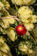 A red christmas ornament in an Australian Prickly Acacia tree for an Aussie christmas down under
