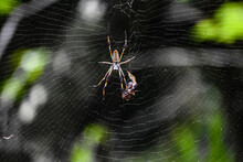 Golden Silk Spider In A Spiderweb