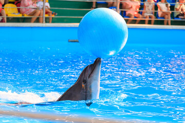 Aufkleber - dolphin playing with a ball in the pool