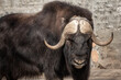 portrait of a bull yak in nature