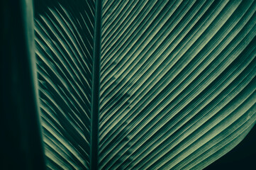  palm leaf texture, dark nature background