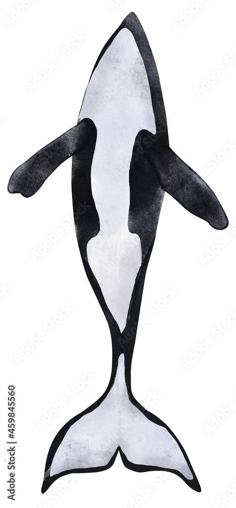 Watercolor illustration of black orca. Hand drawn illustration of ...