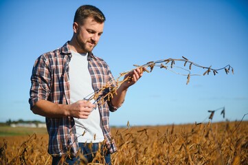 Wall Mural - farmer standing in soybean field examining crop at sunset.