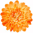 flower orange chrysanthemum . Flower isolated on a white background. No shadows with clipping path. Close-up. Nature.