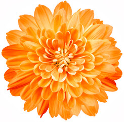 Wall Mural - flower orange chrysanthemum . Flower isolated on a white background. No shadows with clipping path. Close-up. Nature.