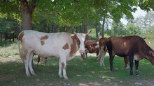 Herd Of Cows Graze Under Shade Of Trees Close-up And Waving His Ears. Pasture, Ranch Nature, Dairy Products, Beef. Natural Healthy Products. Healthy Food Farm Products, Farm, Animal Husbandry, Cattle