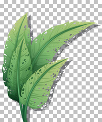 Canvas Print - Tropical plant on transparent background