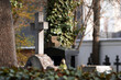 Old Catholic cemetery. Stone crosses on the tombs. Blurred background. Trees and ivy. Day of death.