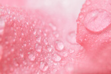 Water Drops On Pink Flower Petals Background