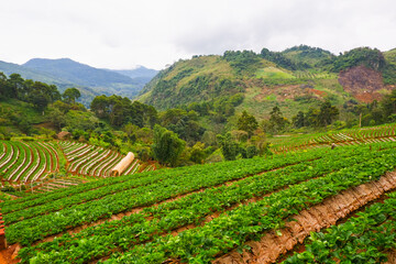 agriculture, angkhang, asia, asian, background, beautiful, chiangmai, cold, eating, ecotourism, environment, farm, farming, field, fields, flora, forest, fresh, fruit, garden, green, growing, harvest,