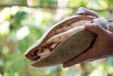 Baobab fruit on nature background.