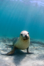 Undersea Portrait Of Seal Looking Straight At Camera