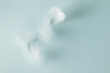 Feathers On A Colored Background.