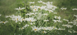 Fototapeta Tęcza - Wiosenne tło z polnymi kwiatami. Stokrotki na łące. 