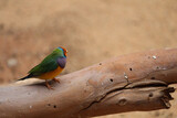 Fototapeta Tęcza - Bright coloured bird on a thick branch with a dirt background. 