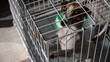 © Михаил Решетников - Sad dog Jack Russell Terrier sits in a cage and waits for food at an empty bowl