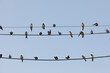 Small birds of the species Common house martin, or Delichon urbicum, perched, chattering, on some power lines in the town of Gallur, Aragon, Spain