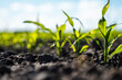 Close up seeding maize plant, Green young corn maize plants growing from the soil. Agricultural scene with corn's sprouts in earth closeup.