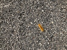 Woolly Bear Caterpillar On Asphalt