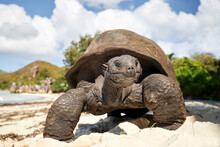 Aldabra Giant Tortoise On Sand Beach. Close-up View Of Turtle In Seychelles..