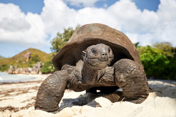 Aldabra giant tortoise on sand beach. Close-up view of turtle in Seychelles..