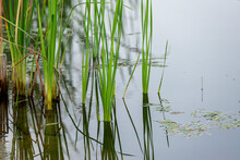 Water Grasses Near The Edge Of A Pond, Close Up View.  Tall Green Grass Growing Out Of The Shallow Water.