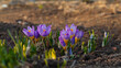 canvas print picture - Beautiful lilac delicate crocuses grew out of the ground in early warm spring