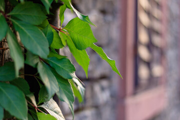 Wall Mural - green leaves on old building wall, selective focus and close up