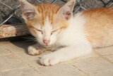 Fototapeta Koty - Beautiful cute cat lying in the morning sun on the roadside