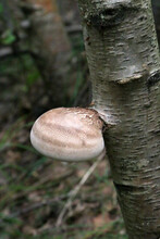 Birch Polypore On A Birch Trunk, Bracket Fungus Close - Up View