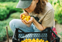 Woman Picking Mini Yellow Plums